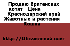Продаю британских котят › Цена ­ 2 000 - Краснодарский край Животные и растения » Кошки   